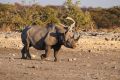 2012-07-04 Namibia 701 - Etoscha Nationalpark - Spitzmaulnashorn
